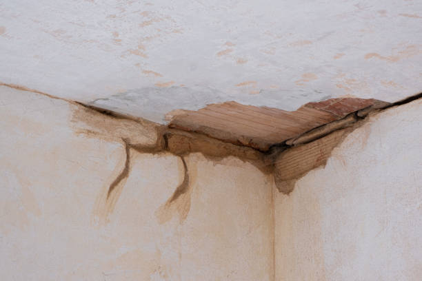 Best Water damage cleanup near me  in Beecher, IL