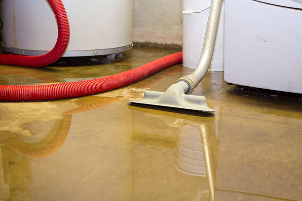 Best Mold removal after water damage  in Beecher, IL